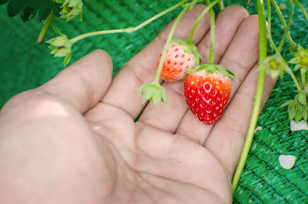 Bush of strawberries in Northern part of Thailand.の写真素材