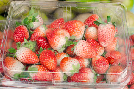 Bush of strawberries in Northern part of Thailand.の写真素材