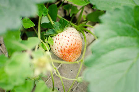 Bush of strawberries in Northern part of Thailand.の写真素材