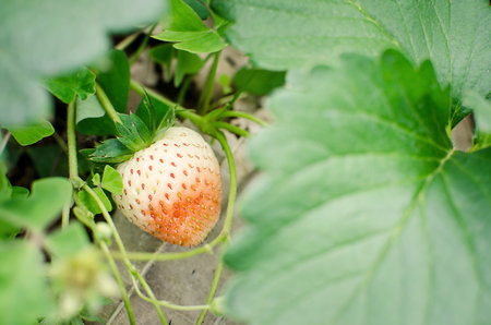 Bush of strawberries in Northern part of Thailand.の写真素材