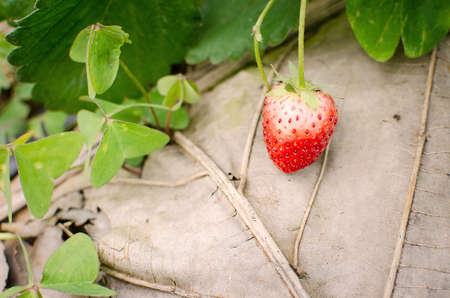 Bush of strawberries in Northern part of Thailand.の写真素材