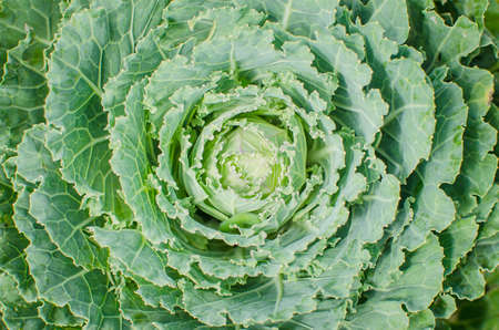 Cabbage farm in northern Thailand.の写真素材