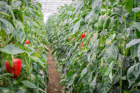pepper plantの写真素材