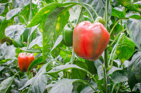 ripe red bell peppers in a greenhouseの写真素材