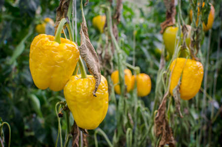 pepper plantの写真素材