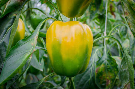 pepper plantの写真素材
