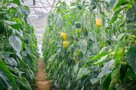 pepper plantの写真素材