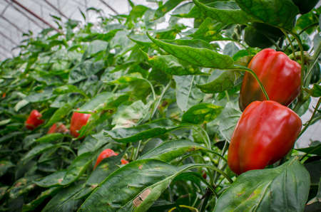ripe red bell peppers in a greenhouseの写真素材