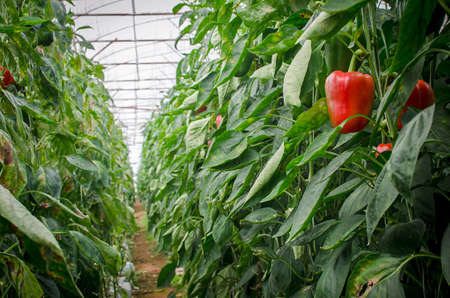 pepper plantの写真素材