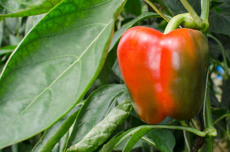 ripe red bell peppers in a greenhouseの写真素材