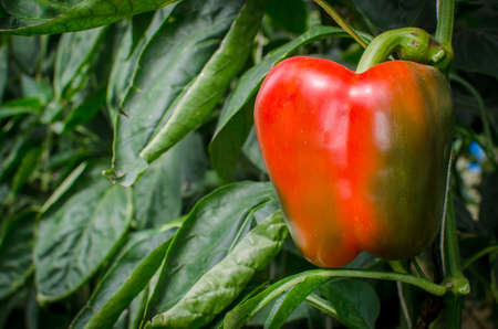 ripe red bell peppers in a greenhouseの写真素材
