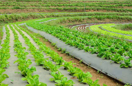 young lettuce in the field of Thailand.の写真素材