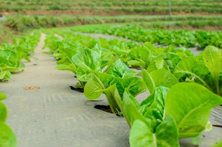 young lettuce in the field of Thailand.の写真素材