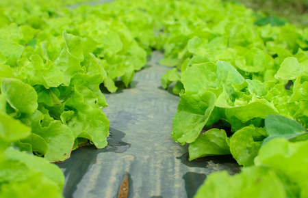 young lettuce in the field of Thailand.の写真素材