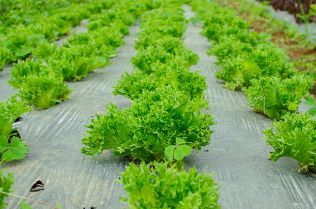 young lettuce in the field of Thailand.の写真素材