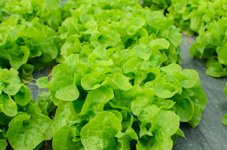 young lettuce in the field of Thailand.の写真素材