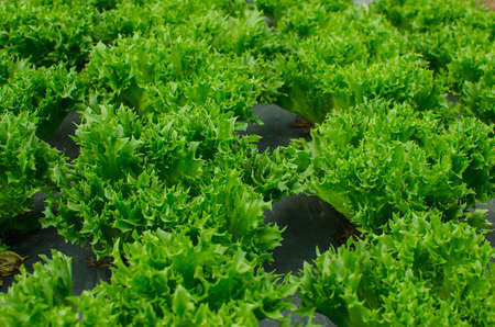 young lettuce in the field of Thailand.の写真素材