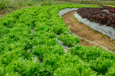 young lettuce in the field of Thailand.の写真素材