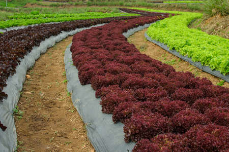 young lettuce in the field of Thailand.の写真素材