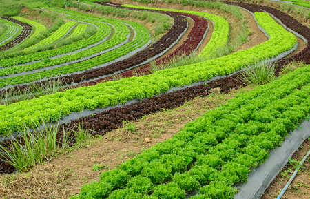 young lettuce in the field of Thailand.の写真素材