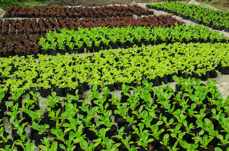 young lettuce in the field of Thailand.の写真素材