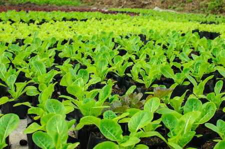 young lettuce in the field of Thailand.の写真素材