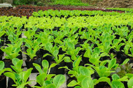 young lettuce in the field of Thailand.の写真素材
