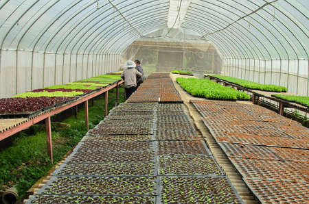 young lettuce in the field of Thailand.の写真素材
