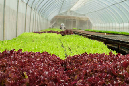 young lettuce in the field of Thailand.の写真素材