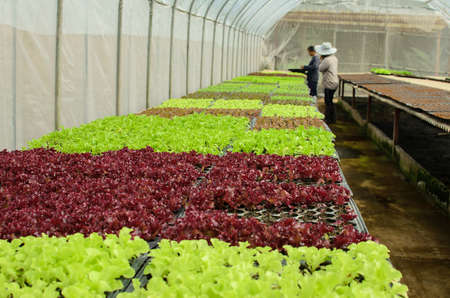 young lettuce in the field of Thailand.の写真素材