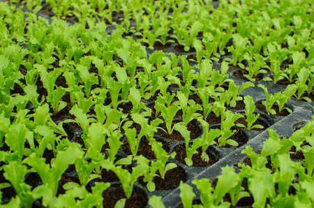 young lettuce in the field of Thailand.の写真素材