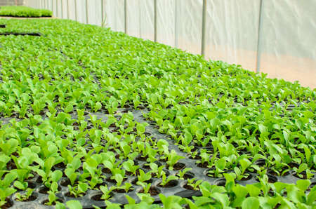 young lettuce in the field of Thailand.の写真素材