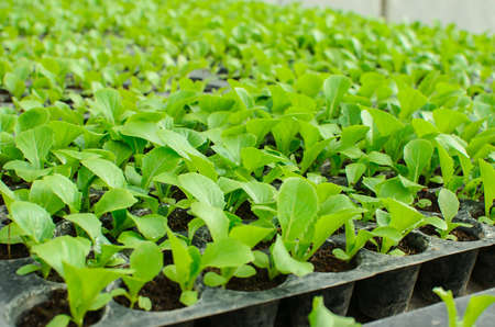 young lettuce in the field of Thailand.の写真素材