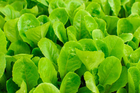 young lettuce in the field of Thailand.の写真素材