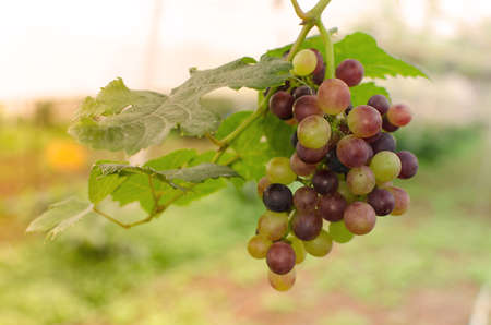 Vineyards at sunset in autumn harvest. Ripe grapes in fall.の写真素材