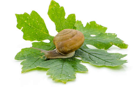 Garden snail isolated on white backgroundの写真素材