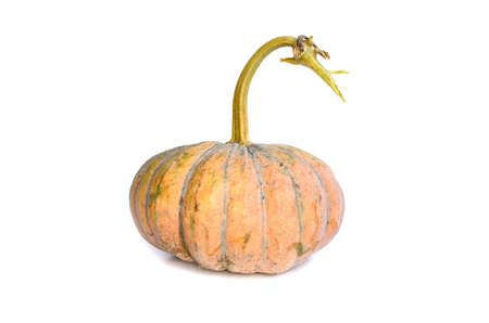 pumpkin over white backgroundの写真素材