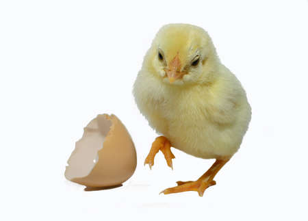 Cute little chicken and egg shell isolated on white backgroundの写真素材