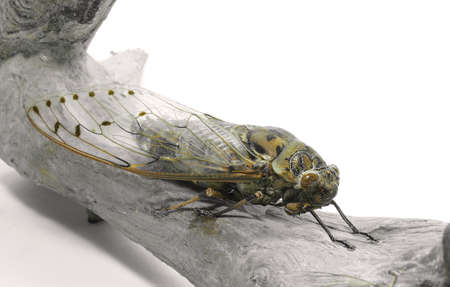 Cicada isolated on white backgroundの写真素材
