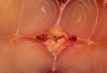 fresh prepared pangasius fish filletの写真素材