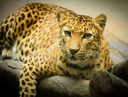 Leopard portraitの写真素材