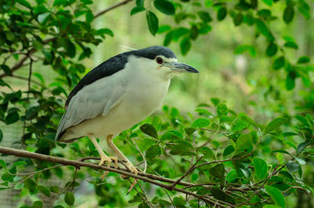 back-crowned night heronの写真素材