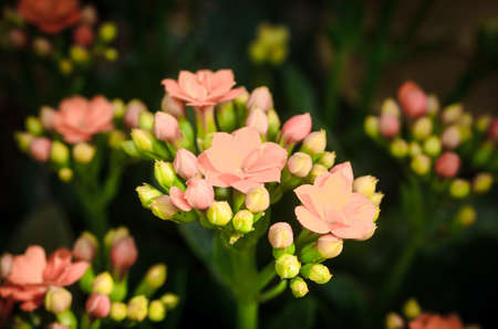 Kalanchoe blossfeldiana Poellnitz.の写真素材