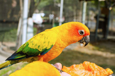 Sun Conure Parrot on a Tree Branchの写真素材