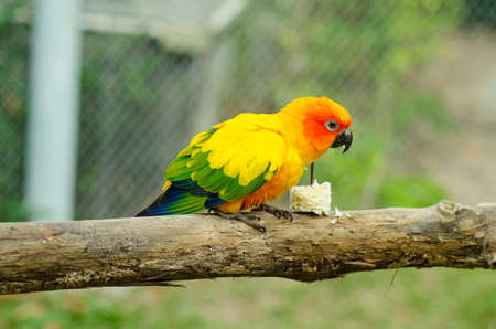 Sun Conure Parrot on a Tree Branchの写真素材