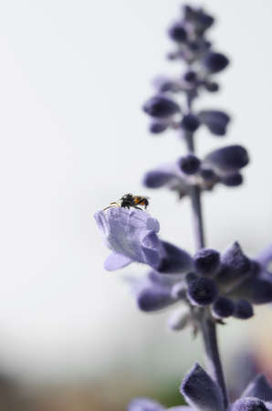 lavender flowersの写真素材