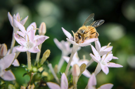 Bee on flower