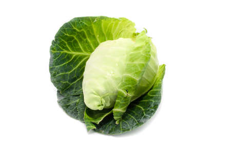 cabbage with green large leaves grows isolate on white backgroundの写真素材