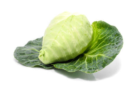 cabbage with green large leaves grows isolate on white backgroundの写真素材