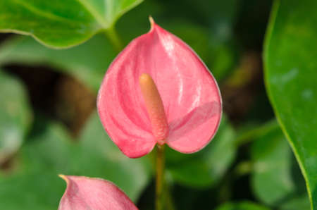 Anthurium/Flamingo flowers pink colorの写真素材